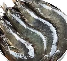 Live Shrimp
