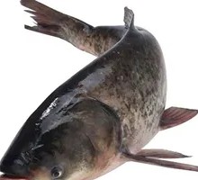 Fresh Bighead Carp