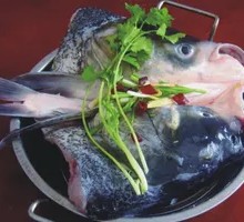 Fresh-caught Bighead Carp Head