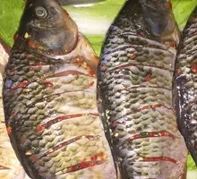 Crucian Carp