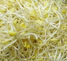 Bean sprouts