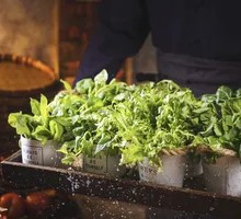 Mixed Wild Greens Platter