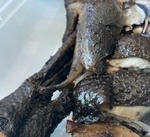 Black Torn Big Chicken Leg
