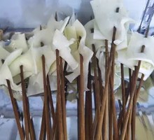 Long Skewer Yellow Throat