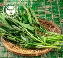 Water spinach