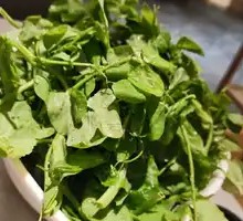 Pea Shoots