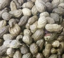 Peanut