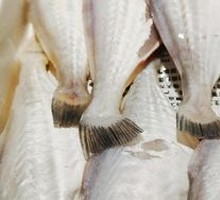 Premium Big Catfish