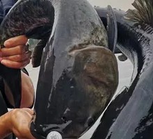 Eco Fish