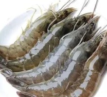 Clear Water Shrimp