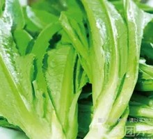 Oilseed lettuce