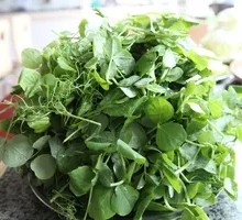 Pea Shoots
