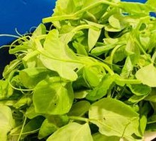 Pea Shoots