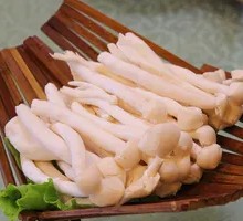 Seafood Mushroom