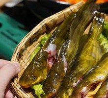 Fresh Yellow Catfish