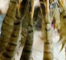 Fresh Tiger Prawns