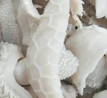 羊肚粉