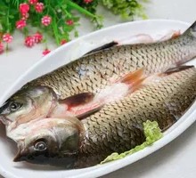 Grass Carp