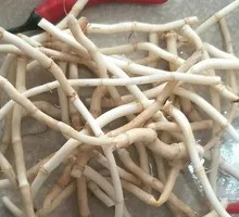Houttuin Root