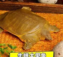 Stir-fried Live Turtle