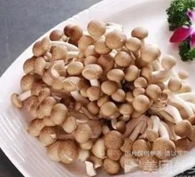 King Oyster Mushroom