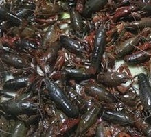 Spicy Lobster