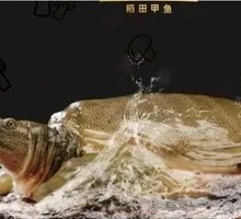 Rice Field Turtle