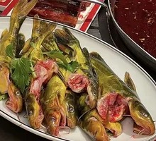 Fresh Yellow Catfish
