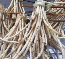 Houttuin Root