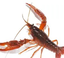 Live Fresh Crawfish