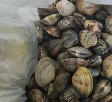 Sand-free Cockles