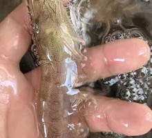 Fresh Special Base Shrimp