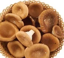 Pig's Foot Mushroom