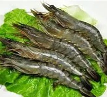 Freshwater Shrimp
