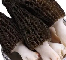 Fresh Frozen Morel Mushroom