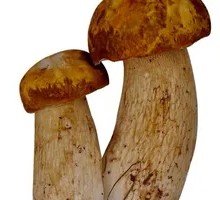 Fresh and Delicious Chanterelle Mushroom