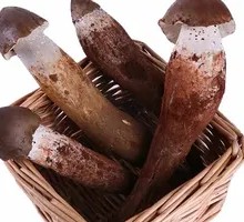Fresh Chicken Mushroom