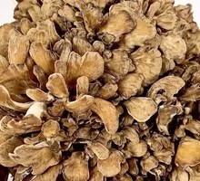 Enoki Mushroom