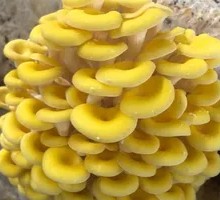 Fresh Yellow Mushroom