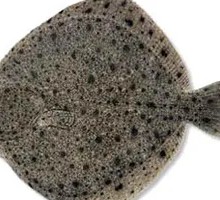 Turbot