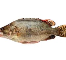Bream