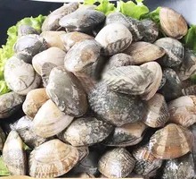 Live Sand-free Small Clams