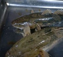 Bamboo Shark Fish