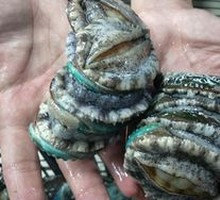Baby Abalone