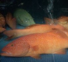 Golden Threadfin Bream