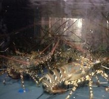 Lobster
