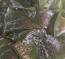 Sea lettuce
