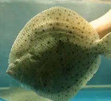 Turbot