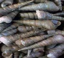 Snail Stir-Fry