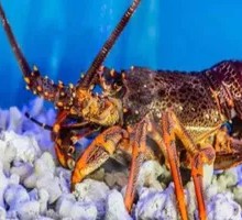 Lobster
